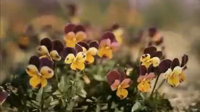Randy Travis - Shout To The Lord - A Flower Slideshow