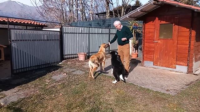 Una mia coppia di cuccioloni da guardia ben "sistemata"! смотреть онлайн