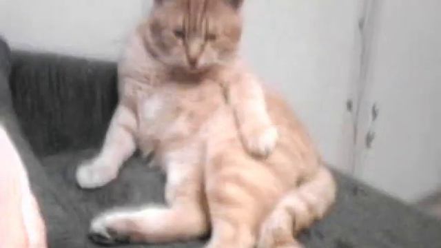 Мой котейка. Случайно как то получилось))) смотреть онлайн