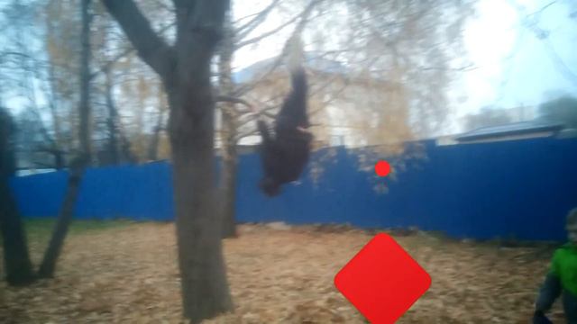 Утрешняя поездка. Прыгаем в листву.