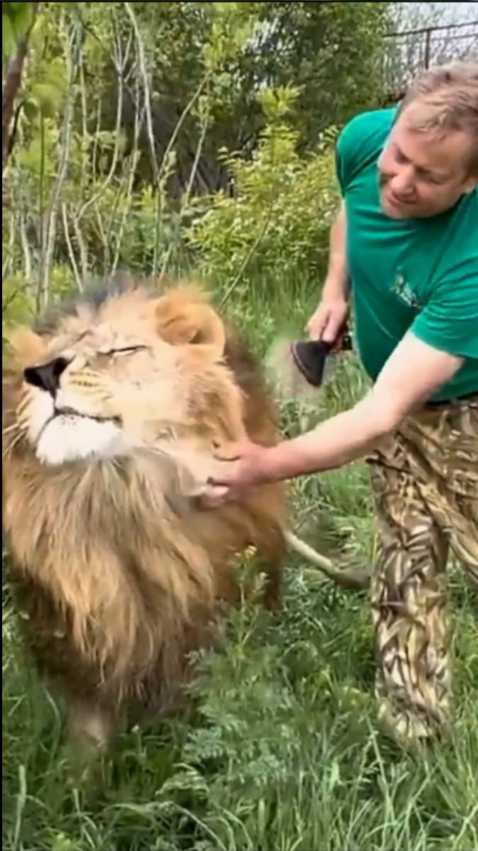 У него на морде улыбка! #тайган #олегзубков #lion #юмор #shortvideo смотреть онлайн