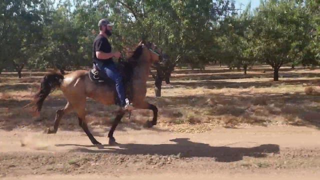 Rowdy Bred Colt