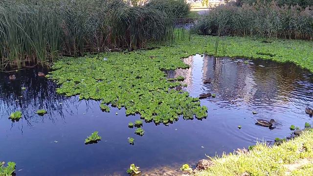 Уточки 🦆 в озере 22 сентября