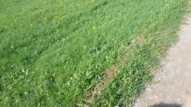 It's sunshine. Going for a walk with my dog смотреть онлайн