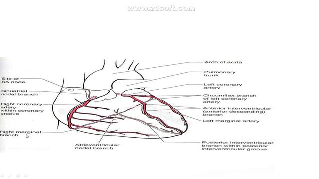 Arterial Supply Of The Heart | IN PUSHTO | Bachelor And Diploma | Basharat Ali