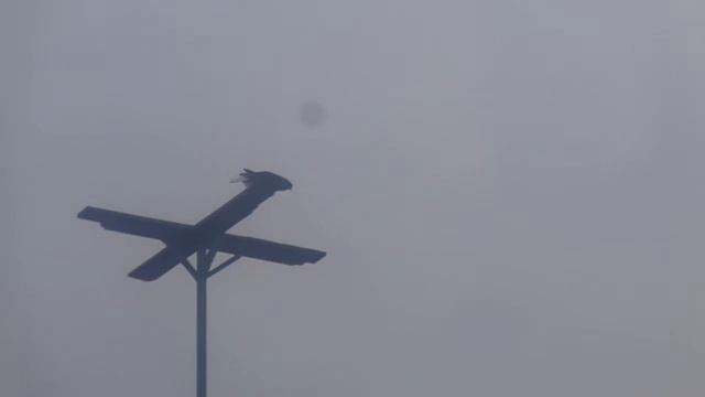 Николаевские голуби Покровское. смотреть онлайн