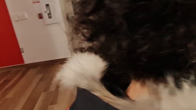 Timeless Treasures At Joseph Brant Museum: Antique Marvels| Vlog With Salman