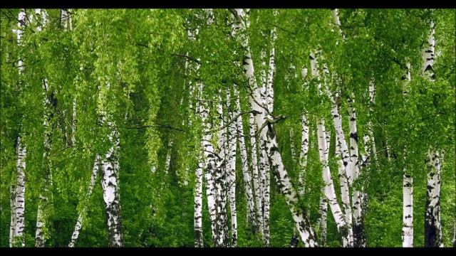 Мейірхан Адамбек: Балқантаудың аққулары.