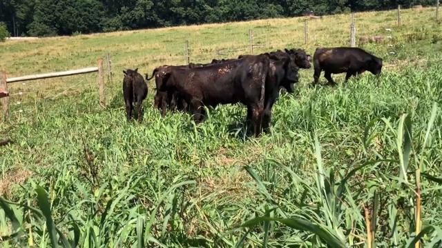 2021 Charles Morris смотреть онлайн