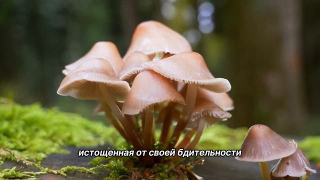 "Кто я?". 27 сентября. Сегодня - лучший путь. Ежедневник для созависимых. смотреть онлайн