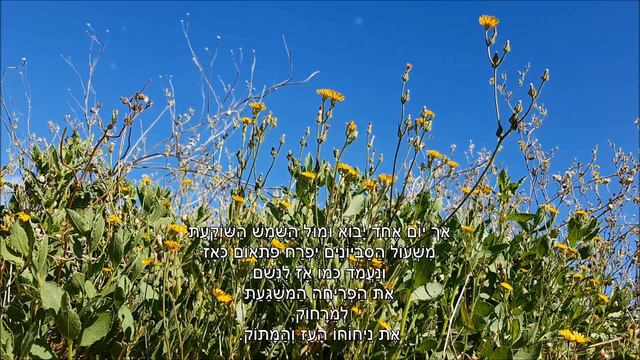 שיר עד - שביל הסביונים (היינו נערים) - מילים: נתן יונתן | לחן: נחום היימן | ביצוע: להקת שביל דרומי смотреть онлайн