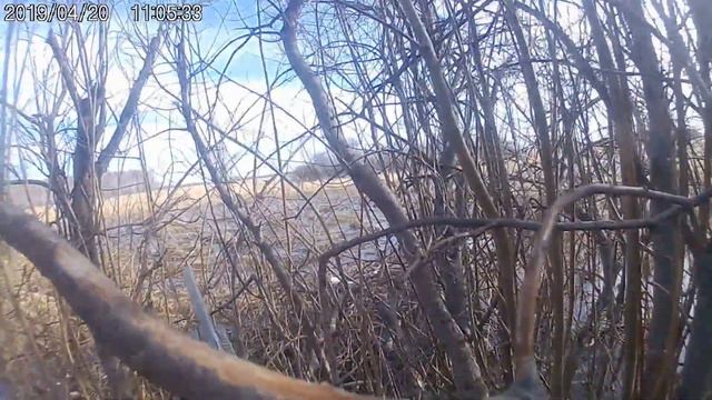 Охота на селезний