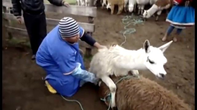COLECTA DE SEMEN DE LLAMAS смотреть онлайн