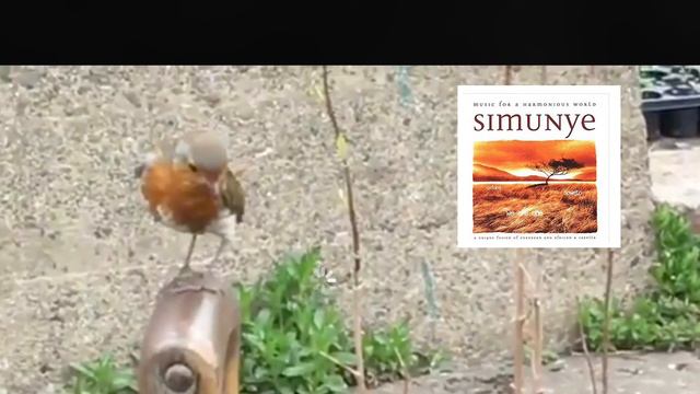 Simunye Ah Robin смотреть онлайн