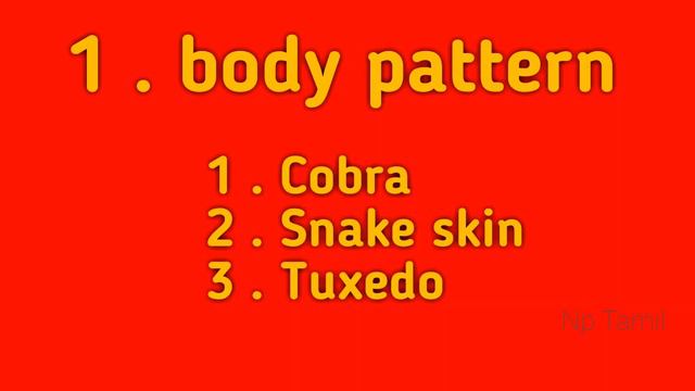 Livebearer Series Epi-6.Guppy Fish Info (Tamil)