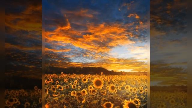 1Hour Minyo San Kyoku - Doug Maxwell Zac Zinger Relaxing Music,