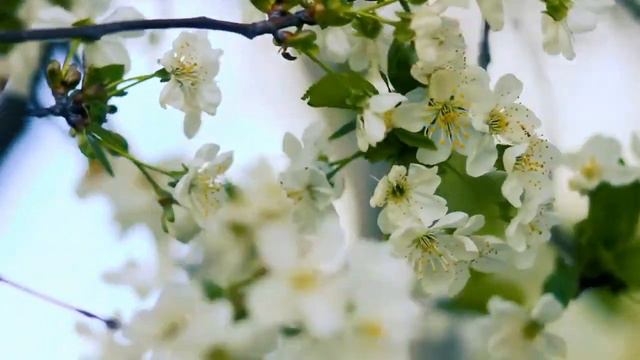Сборник-- Инструментальной музыки--MUSIC-- ERNESTO CORTAZAR. смотреть онлайн