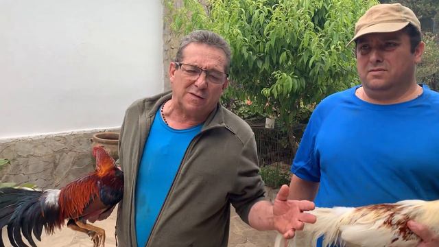 Alejandro Moreno y su línea de Gallos los María Andrea смотреть онлайн