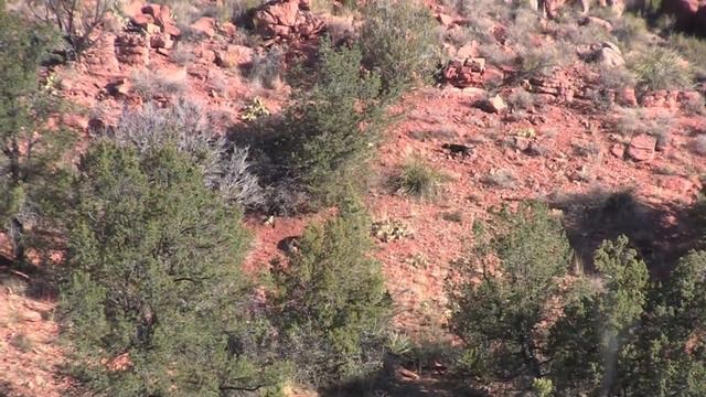 Summer Lion Hunt 2013 смотреть онлайн