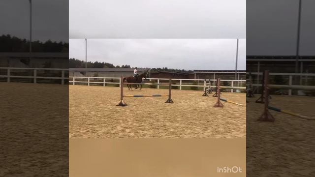 Бурмистрова 130 тренировка Конкур Кобыла на продажу