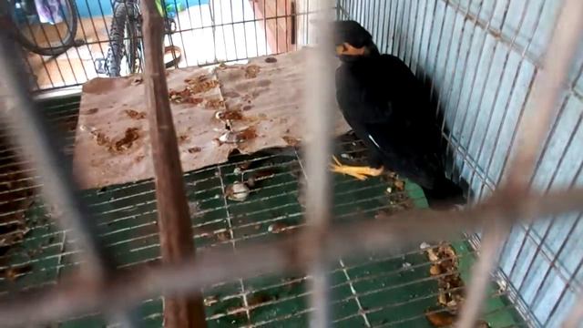 MAYNA Taming , Lunch Time