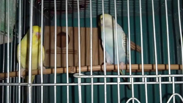 YUNG TWIT TWIT KO NAMUMULA NAGING TATLO PA ANG/ ULO смотреть онлайн