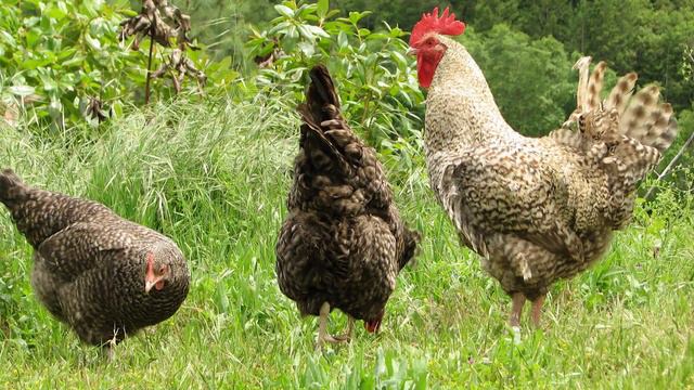 Cuckoo Marans Chickens | Milk-Chocolate Eggs смотреть онлайн