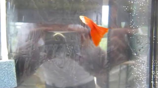 Campionato Ita Guppy Show "Guizzi di Colore 2011" - Giugno - Parte 1 смотреть онлайн