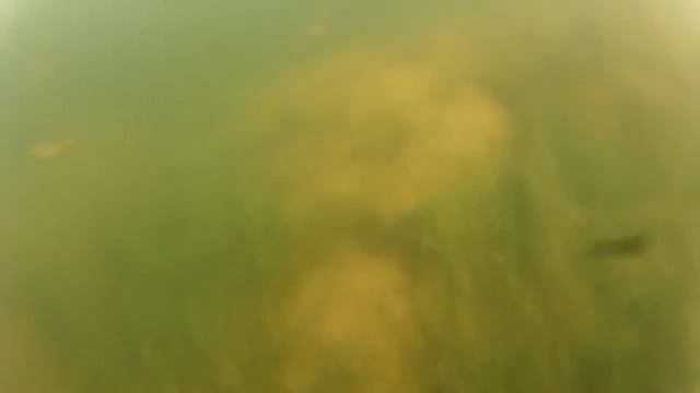 Lots of fish in Finland @Viiperi смотреть онлайн