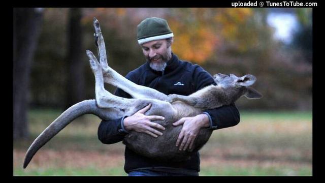 Ray Mjadwesch—Kangaroo decline & Australian wildlife—Derrick Jensen Resistance Radio 2020-03-15 смотреть онлайн
