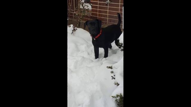 Jak šel čas 😍😍😍😍😘😘😘😘 ( Cane Corso)