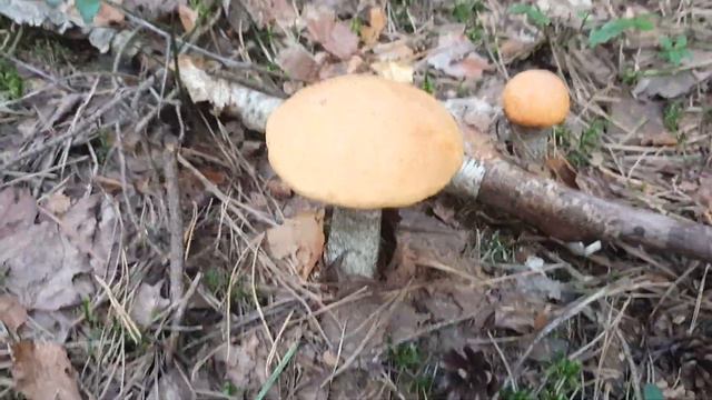 Август 2023!!! Красноголовики !!! смотреть онлайн