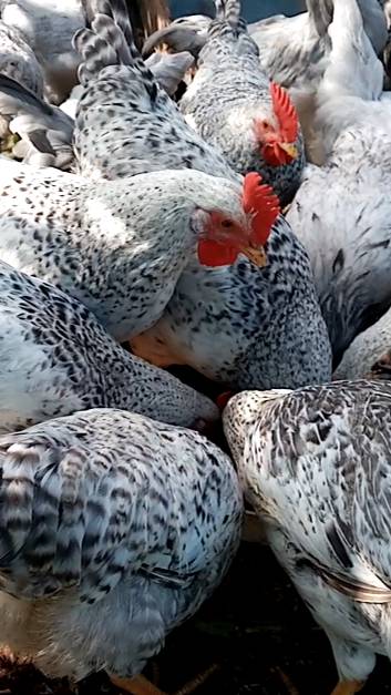 ОСТОРОЖНО! ОПАСНОЕ ЗЕРНО ДЛЯ КУР. смотреть онлайн