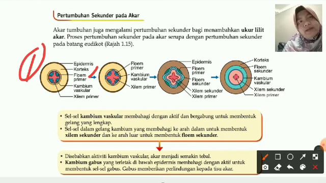 1.2 Tisu Meristem Dan Pertumbuhan Compress Part 2