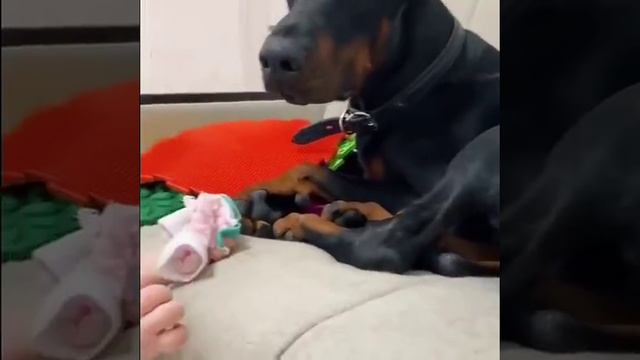 Собака в зоне риска