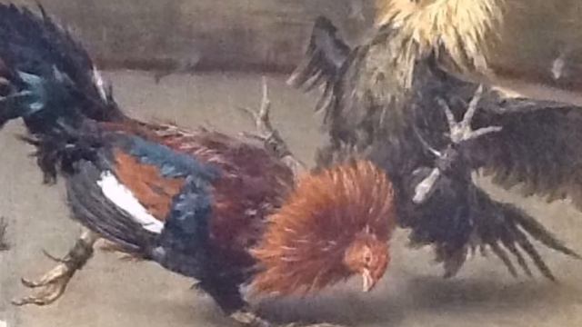 El apostador - Cristian Alvarez (Ramiro Pérez)