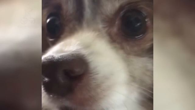 Capone - Oh No! (Animal Cover)