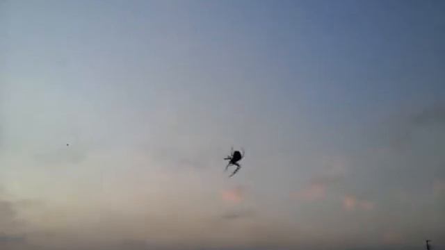 Паук за окном 9то этажа!