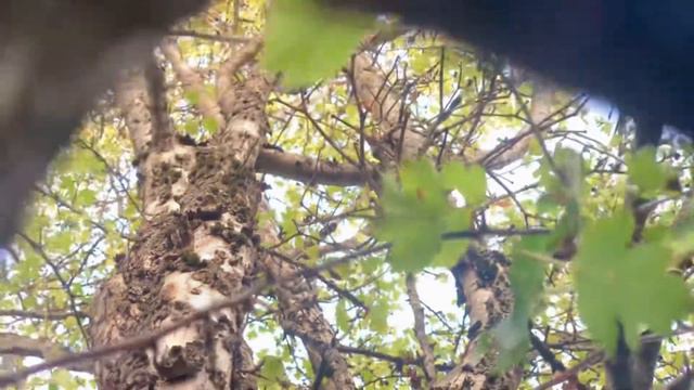 ПРЕДГОРЬЕ У С. МАРТАН-ЧУ