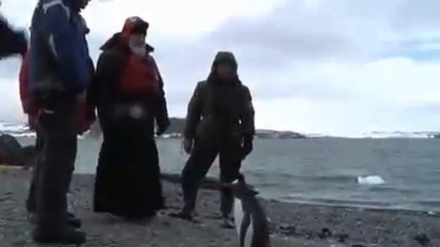 Патриарх Кирилл Гундяев навестил пингвинов в Антарктиде смотреть онлайн