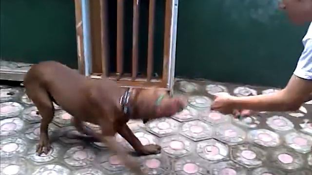 Pitbull (aldo) latihan смотреть онлайн