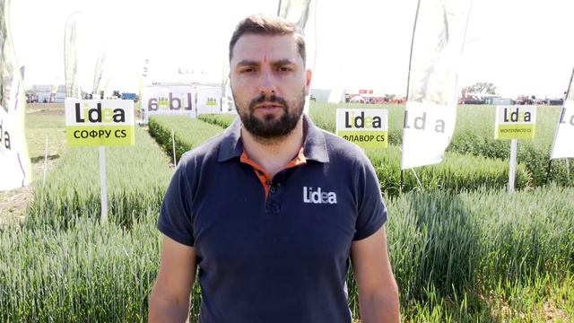 СОФРУ CS, МОНТЕКРИСТО CS, ФЛАВОР CS – СОРТОВЕТЕ  ЗА ВИСОКИ ДОБИВИ