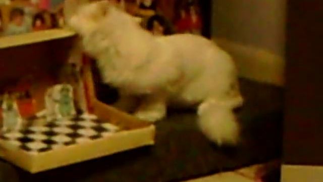 Pit Bull VS German Shepherd Pt 1 смотреть онлайн