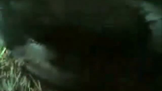 Starling Attack in a Purple Martin Nest смотреть онлайн