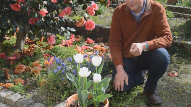 Episode 9: Spring Bulbs with Dr. Noel Kingsbury смотреть онлайн