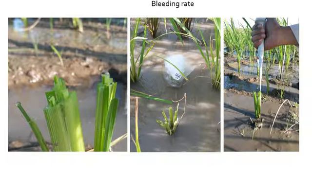 Amelia Henry, International Rice Research Institute (IRRI), Philippines смотреть онлайн