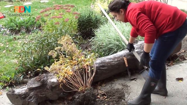 Tőosztás. Szaporítás gyökérbogozással. - GARDENISTA.HU