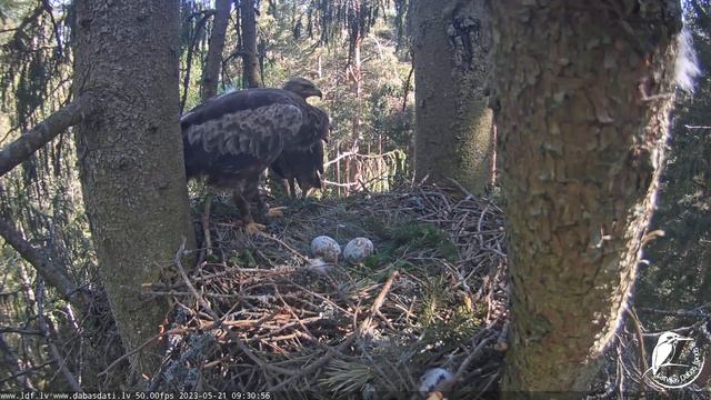 Mazais Erglis~Andris brings a huge frog for his lovely Anna~9:30 am 2023/05/21 смотреть онлайн