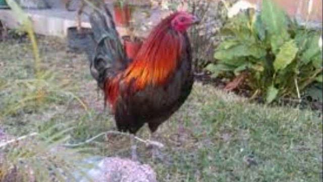 CORRIDO DE OMAR BALTAZAR- LOBO SIERRENO DE OAXACA смотреть онлайн