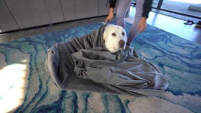 Koda gets the World's Biggest Blanket смотреть онлайн